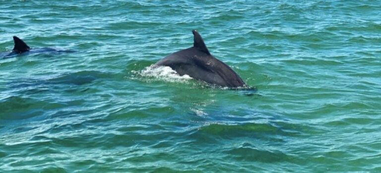 Private Dolphin Tour with Secluded Beach/Snorkel Stop - Pricing & Value