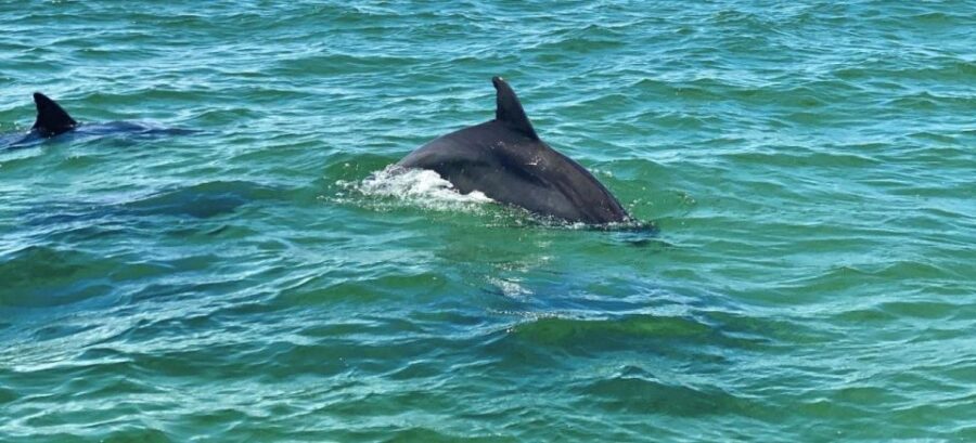 Private Dolphin Tour with Secluded Beach/Snorkel Stop - Pricing & Value