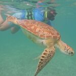 Private Experience in Akumal with Snorkeling - Snorkeling with Turtles and Coral