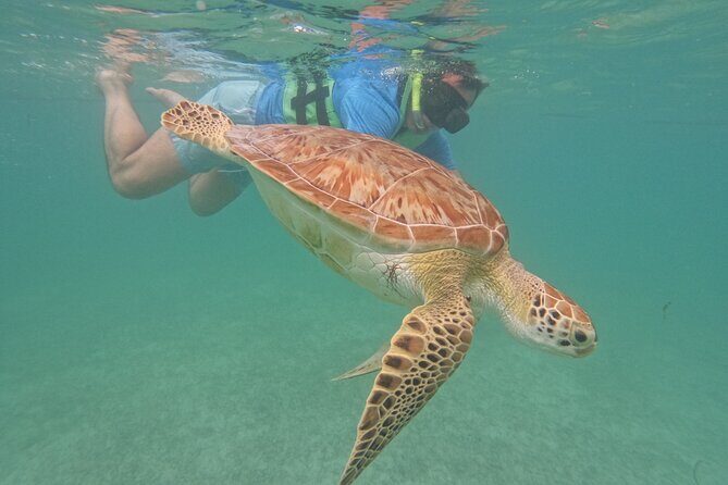 Private Experience in Akumal with Snorkeling - Snorkeling with Turtles and Coral