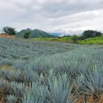 Private Experience to San Sebastián del Oeste - The Sum Up