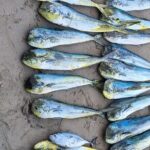 Private Fishing Experience in Guayabitos - Fishing Experience: What to Expect