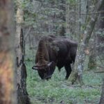 Private Full Day Bison Safari Tour in Bialowieza National Park - What Makes This Tour Stand Out?