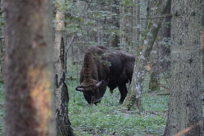 Private Full Day Bison Safari Tour in Bialowieza National Park - What Makes This Tour Stand Out?