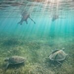 Private Half Day Swim with Turtles and Cenote - Final Thoughts: Is It Worth It?