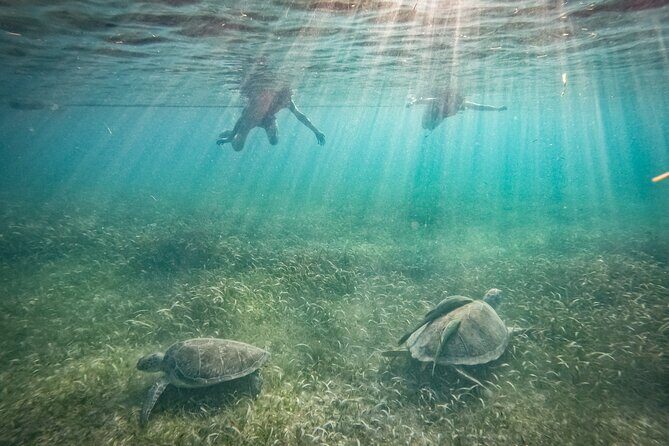 Private Half Day Swim with Turtles and Cenote - Final Thoughts: Is It Worth It?