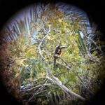 Private Half Day Tour in Kohunlich Archaeological Zone - Introduction to the Tour Experience