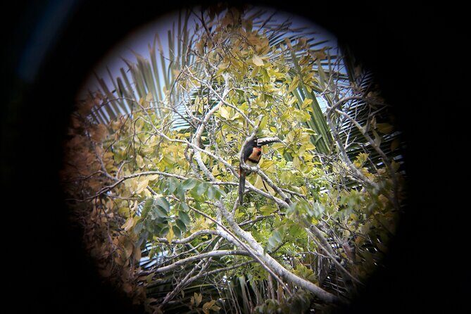 Private Half Day Tour in Kohunlich Archaeological Zone - Introduction to the Tour Experience