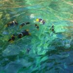 Private Half-Day Tour with Snorkeling at Animas Beach - Why This Tour Offers Great Value