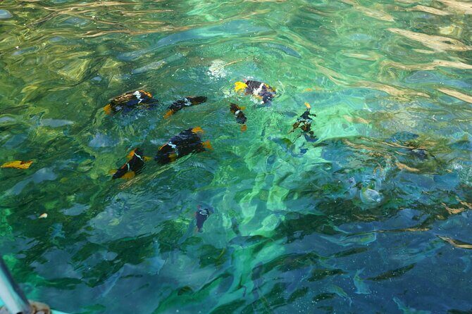 Private Half-Day Tour with Snorkeling at Animas Beach - Why This Tour Offers Great Value