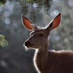 Private Highlight's Tour of Yellowstone National Park - What’s Included and What’s Not