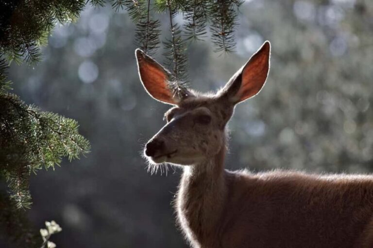 Private Highlight's Tour of Yellowstone National Park - What’s Included and What’s Not