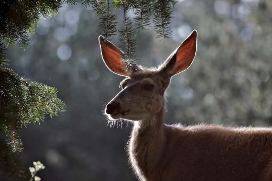 Private Highlight's Tour of Yellowstone National Park - What’s Included and What’s Not