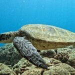 PRIVATE Introductory Discover Scuba Diving For Beginners - Who Would Love This Tour?