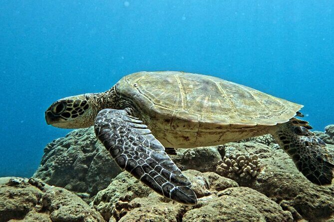 PRIVATE Introductory Discover Scuba Diving For Beginners - Who Would Love This Tour?