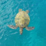 Private Jeep Safari Turtle Adventure & Adonis Waterfalls - Who Would Enjoy This Tour?