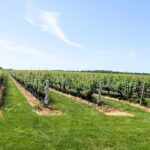 Private Luxury Wine Tours of Long Island Pindar Winery - Who Will Love This Tour?
