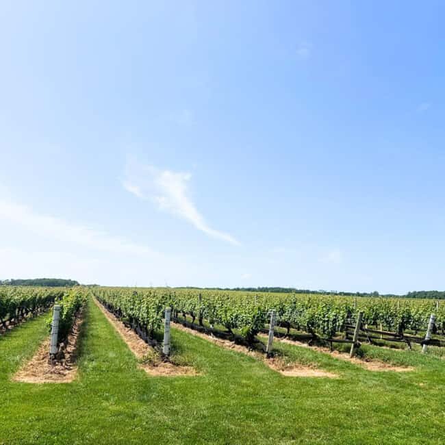Private Luxury Winery Trip of Long Island, New York, USA - Who Should Consider This Tour?