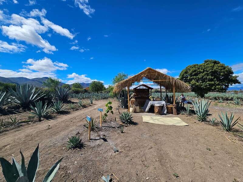 Private Mitla, Hierve el agua and Mezcal Tour with Lunch - Transportation and Logistics