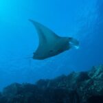 Private Niihau Scenic Snorkel - Who It’s Best For