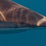 Private Ocean Seafari Swim with Wildlife in SJC - The Itinerary: A Day in Baja’s Marine Playground