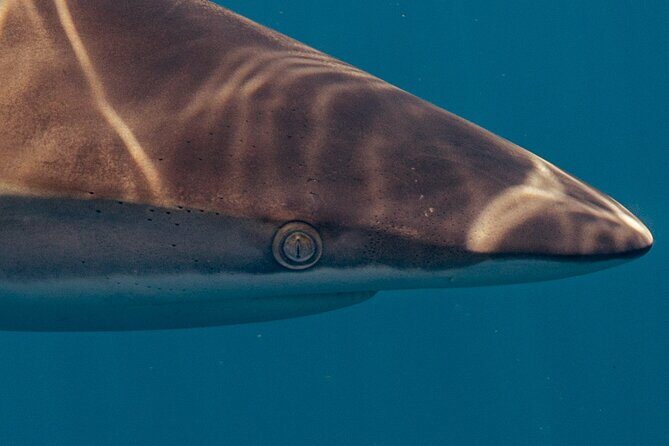 Private Ocean Seafari Swim with Wildlife in SJC - The Itinerary: A Day in Baja’s Marine Playground