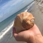 Private Shell Key Island Adventure Dolphins And Shells - Wildlife Encounters and Natural Beauty