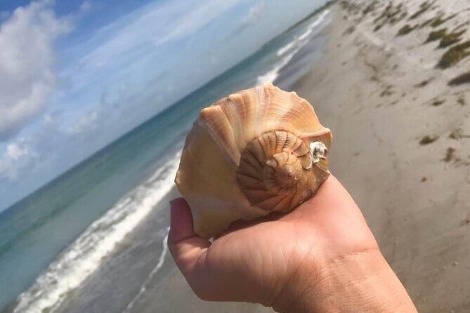 Private Shell Key Island Adventure Dolphins And Shells - Wildlife Encounters and Natural Beauty