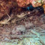 Private Snorkeling Activity in Key Largo - The Guides and Overall Service