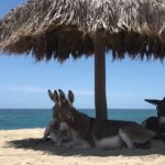 Private Surf Expedition in Baja, East Cape - The Itinerary: What to Expect on Your Day