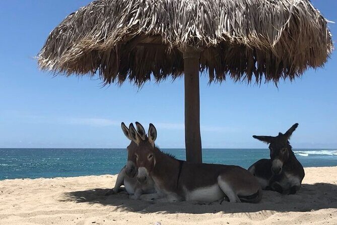 Private Surf Expedition in Baja, East Cape - The Itinerary: What to Expect on Your Day