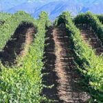 Private Temecula Wine Tour from Downtown San Diego - What Makes This Tour Stand Out?