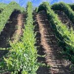 Private Temecula Wine Tour from Encinitas - The Sum Up