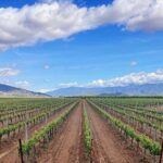 Private Temecula Wine Tour from Escondido - An In-Depth Look at the Temecula Wine Tour Experience