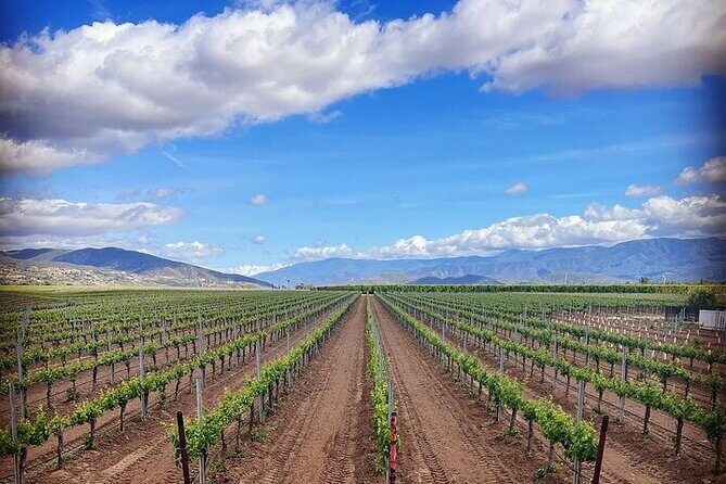 Private Temecula Wine Tour from Escondido - An In-Depth Look at the Temecula Wine Tour Experience