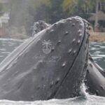 Private Tour 3 Hours of Whale Watching - Pricing and Value