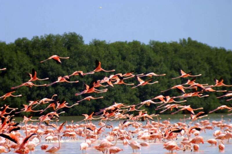 Private Tour Celestun Flamingo Watching and Beach - FAQ