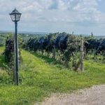 Private Tour in Jalostotitlán and Cerca Blanca Vineyard - Practical Details & What to Expect