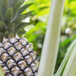 Private Tour Maui Pineapple Farm in Haliimaile - The Practical Details: What This Tour Means for You