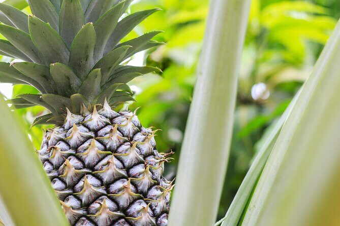 Private Tour Maui Pineapple Farm in Haliimaile - The Practical Details: What This Tour Means for You