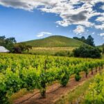 Private Tour Napa and Sonoma Valley Wine - What Makes This Tour Stand Out?