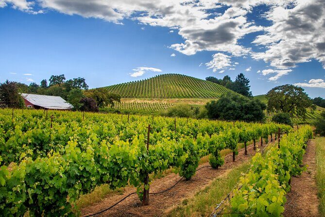 Private Tour Napa and Sonoma Valley Wine - What Makes This Tour Stand Out?