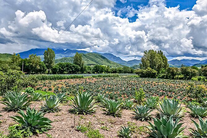 Private Tour New Raicilla Route to Mascota from Puerto Vallarta - Analyzing the Value