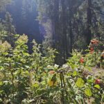 Private Tour to Los Diamantes Waterfall from CDMX - The Itinerary Breakdown: What to Expect