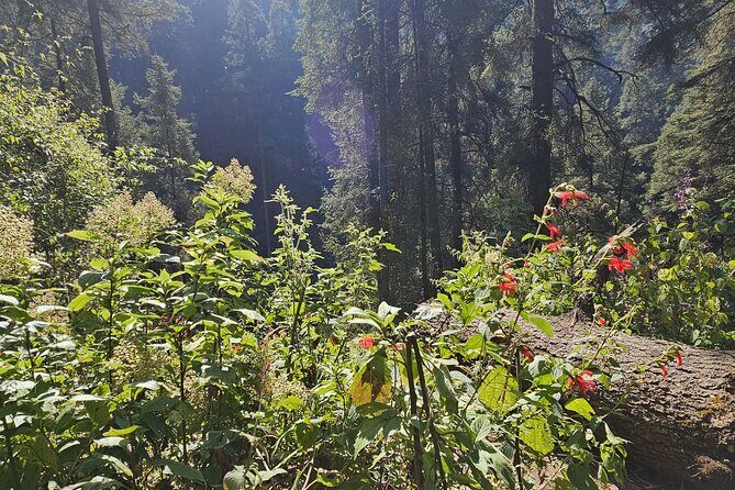 Private Tour to Los Diamantes Waterfall from CDMX - The Itinerary Breakdown: What to Expect