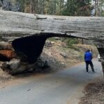 Private Tour to Sequoia and Kings Canyon National Parks - The Sum Up