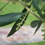 Private Traditional Olive Grove and Dragon Fruit Farm Tour - Practical Details & What to Expect