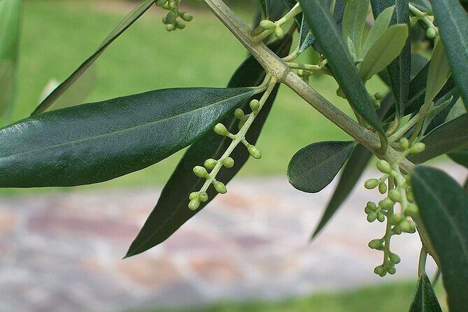 Private Traditional Olive Grove and Dragon Fruit Farm Tour - Practical Details & What to Expect