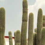 Private Transfer from Guadalajara to Morelia - Who This Transfer Is Best For