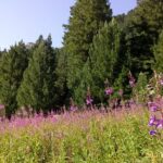 Private Trekking in Rila Mountains and Mt Mousala from Sofia - What Makes This Tour Stand Out?